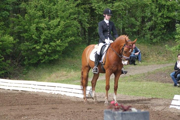 Hollandsk Sportspony Delmonte du Bois  B-pony billede 4