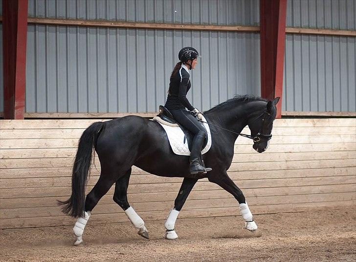 Dansk Varmblod Schnell's Real Dark Lady - Foto: Tine Bjørnø billede 16