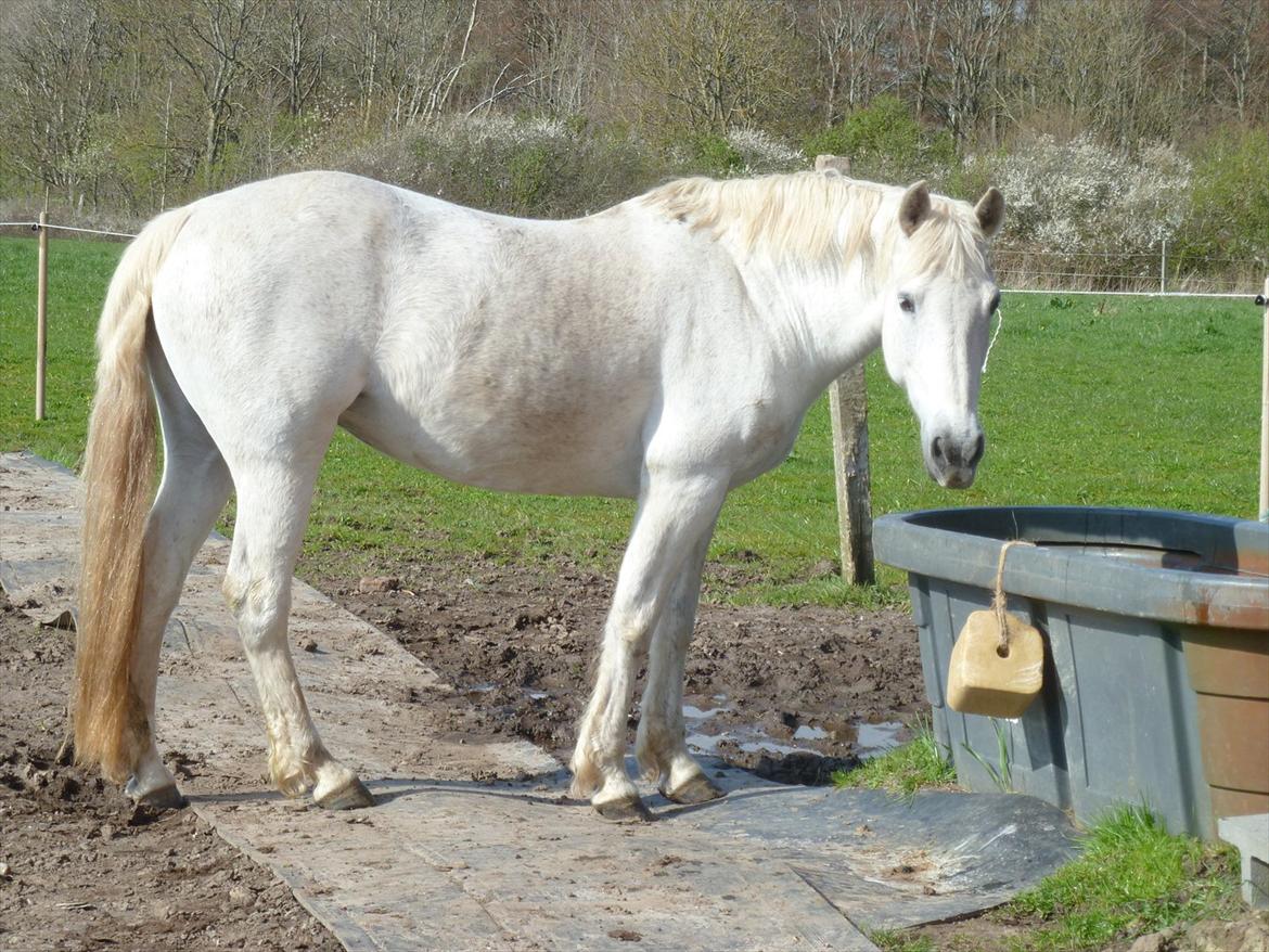 Anden særlig race Monique billede 1