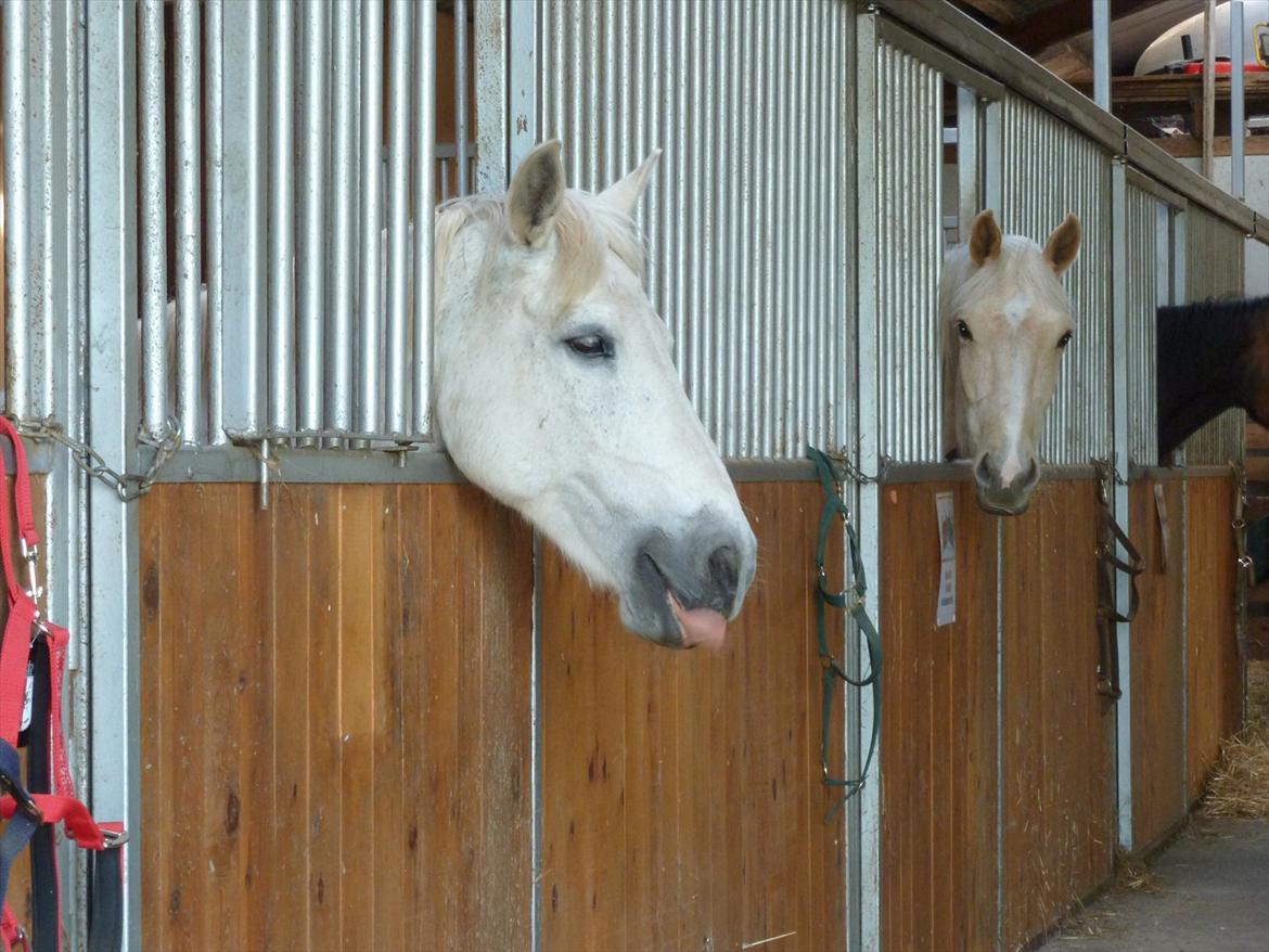 Anden særlig race Monique billede 2
