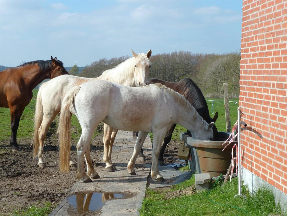 Anden særlig race Monique billede 3