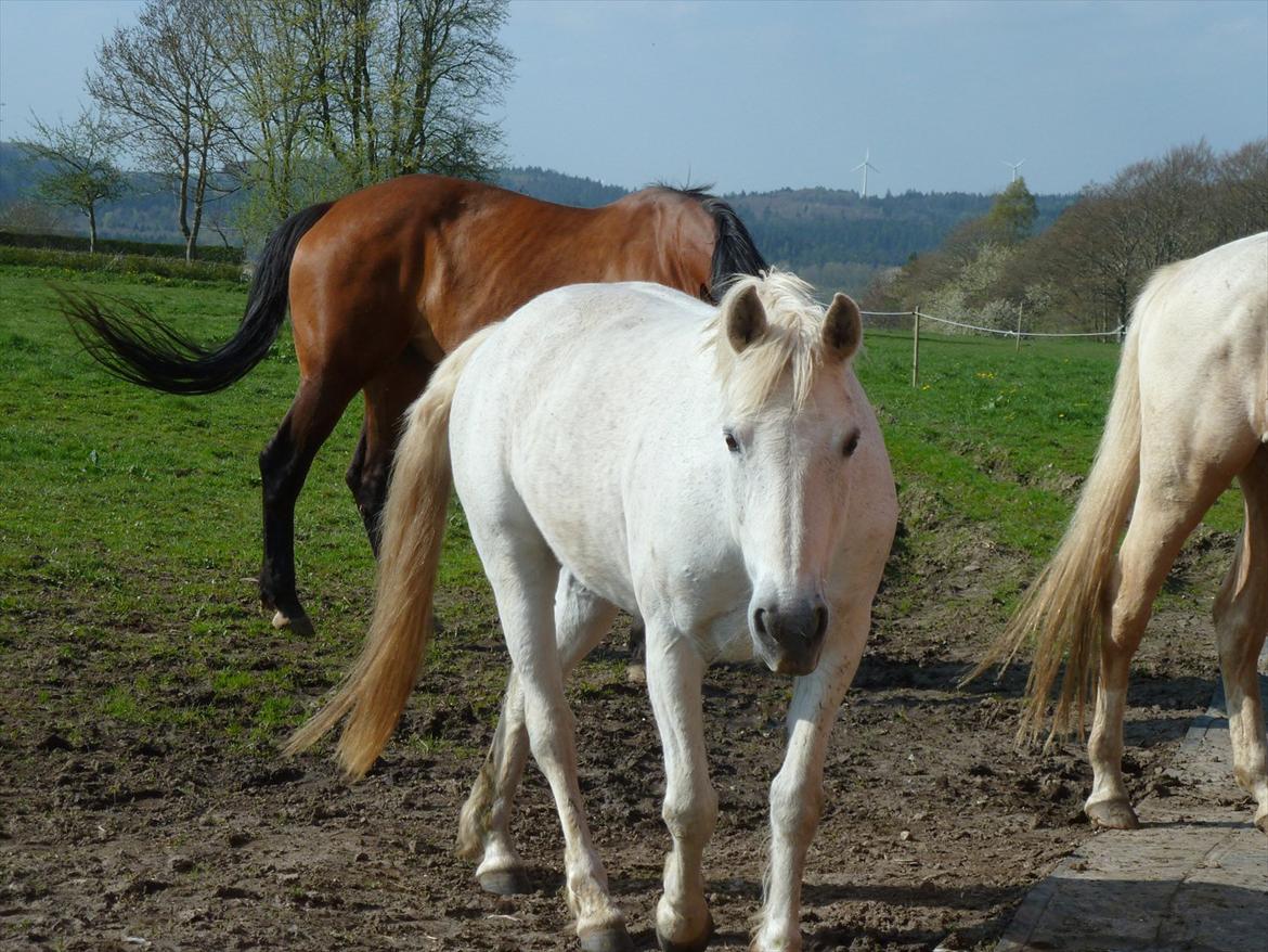 Anden særlig race Monique billede 4