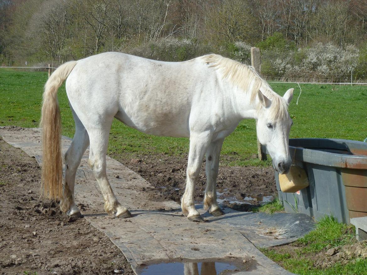 Anden særlig race Monique billede 5