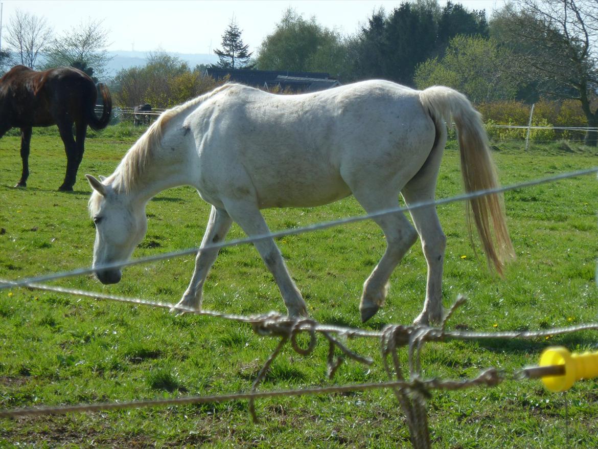 Anden særlig race Monique billede 6