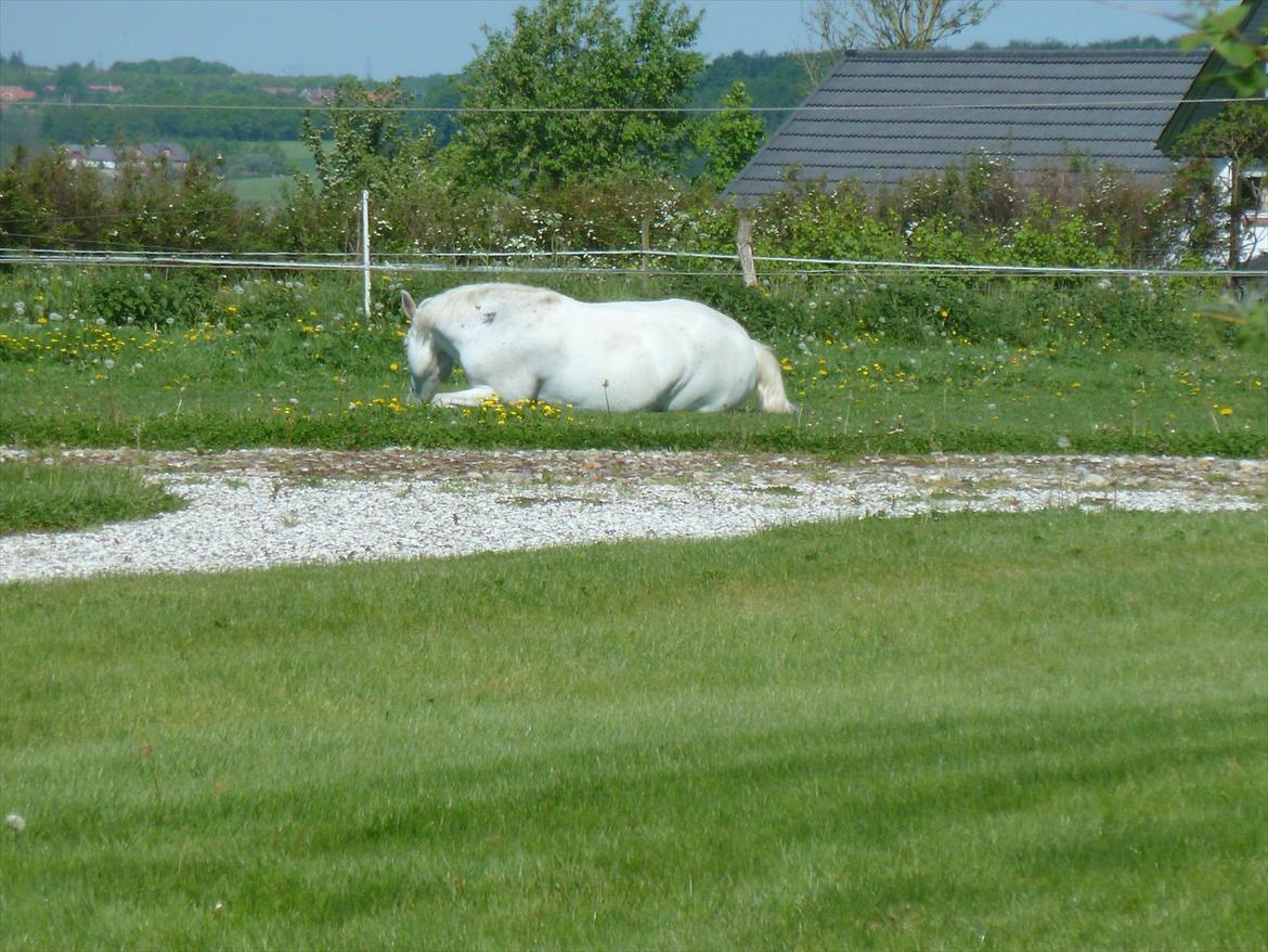 Anden særlig race Monique billede 7
