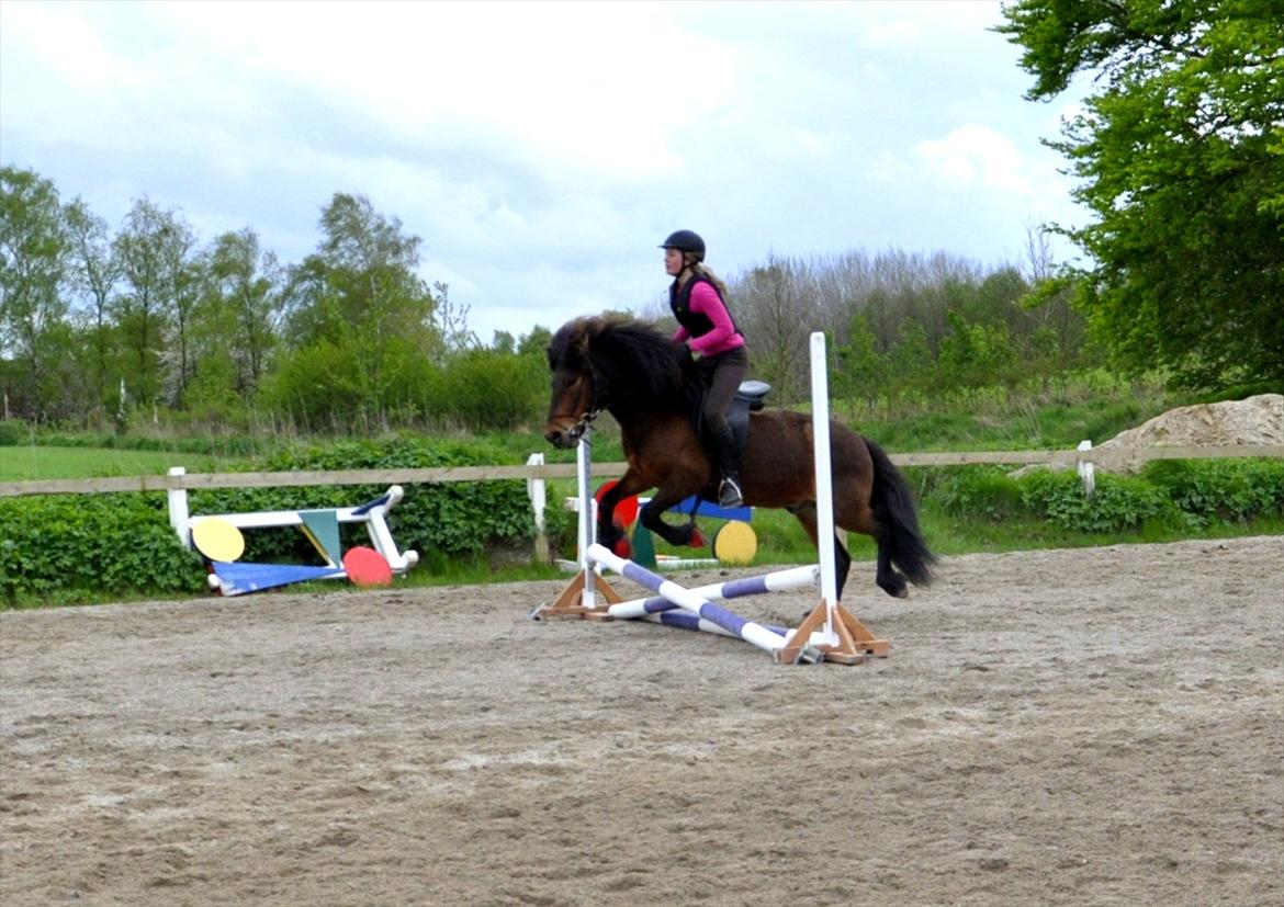 Islænder Óðinn fra lille Nørregård - I have seen things so beautiful they have brought tears to my eyes. Yet none of them can match the gracefulness and beauty of a horse running free.

 billede 6