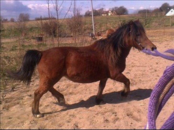 Anden særlig race lille  trixi billede 16