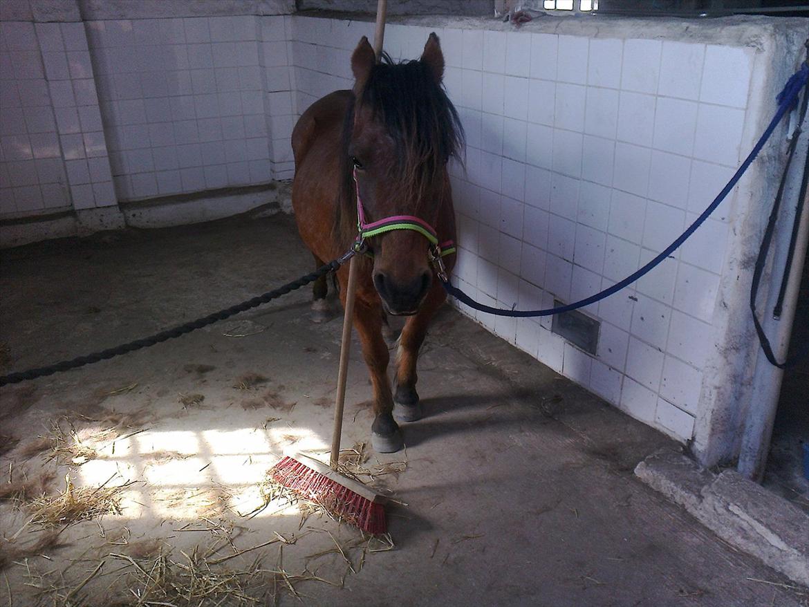 Anden særlig race lille  trixi billede 1