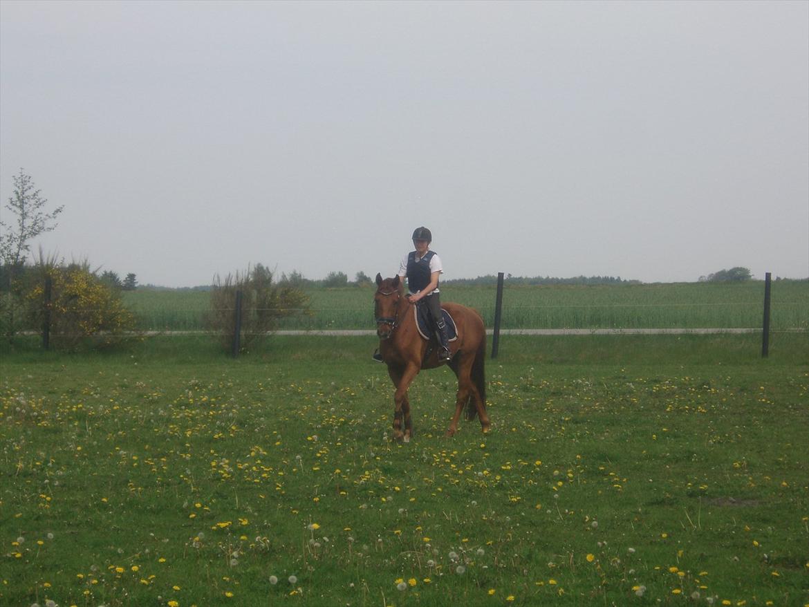 Dansk Varmblod lopez billede 13
