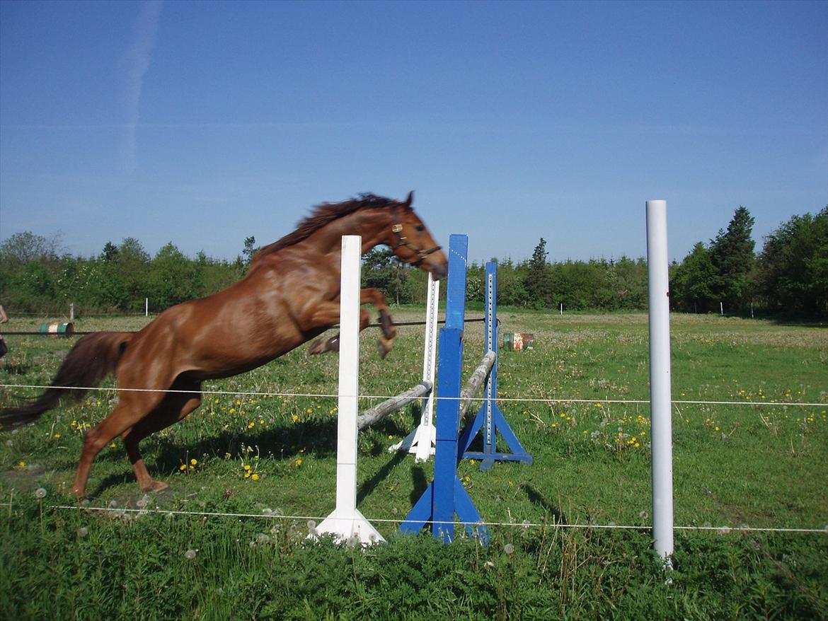 Dansk Varmblod lopez billede 16