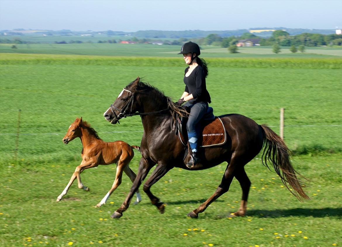 DSP Dutchy - Line rider Dutchy med Enzo ved siden billede 17