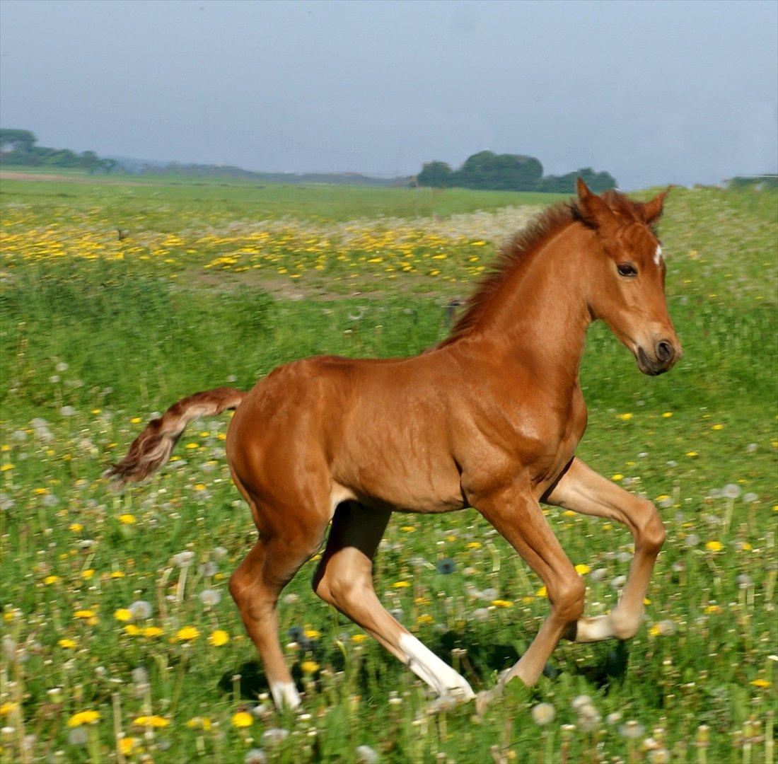 DSP Enzo M - 25 maj billede 3