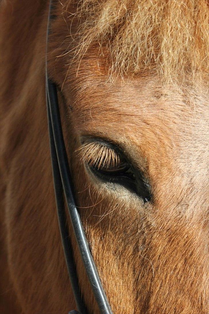 Islænder Trítill fra Fogedgaarden billede 18