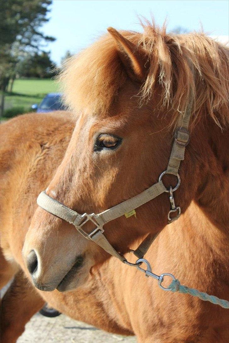 Islænder Trítill fra Fogedgaarden billede 4