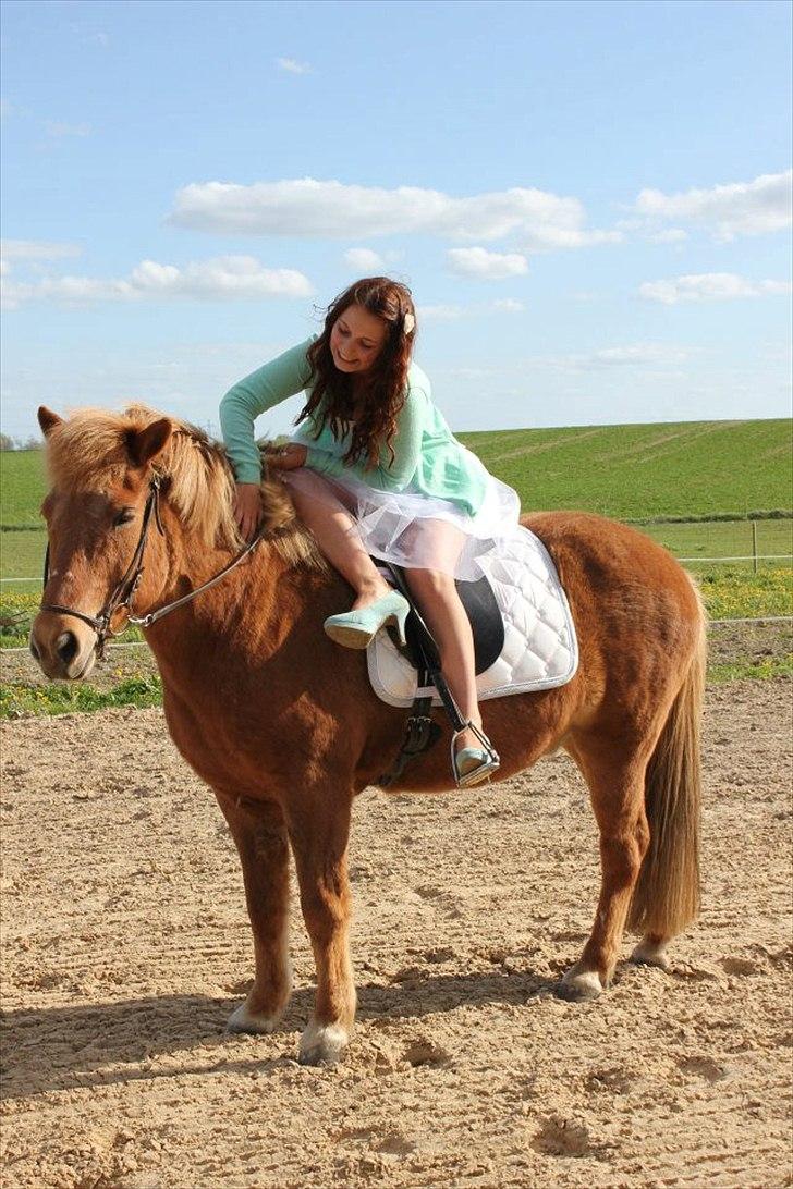 Islænder Trítill fra Fogedgaarden - 5-5-2012  billede 19