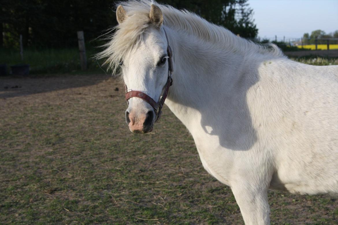 Welsh Mountain (sec A) Misty billede 13
