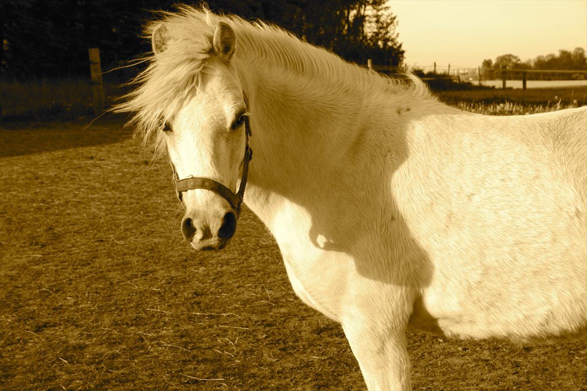 Welsh Mountain (sec A) Misty billede 3