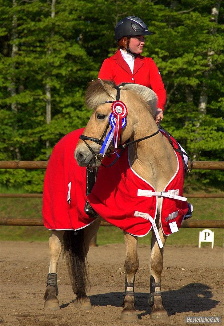 Fjordhest APOLLO/KRAPYL B-PONYx2 - DM 2012 GULD SENIOR billede 2