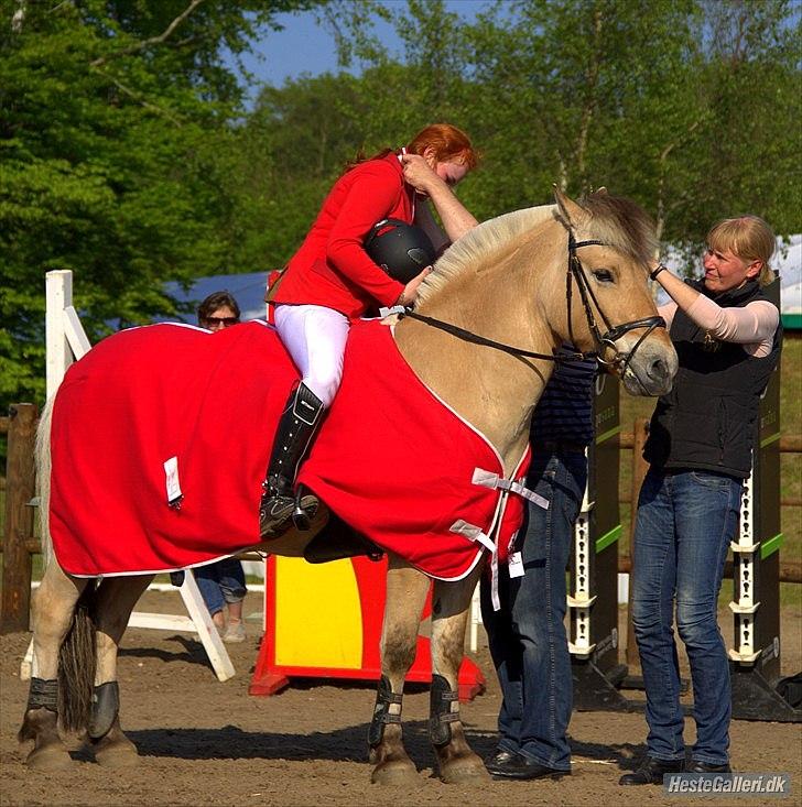 Fjordhest APOLLO/KRAPYL B-PONYx2 - DM 2012 GULD SENIOR billede 18