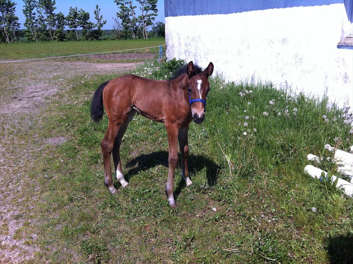 Dansk Varmblod Chilli time billede 1