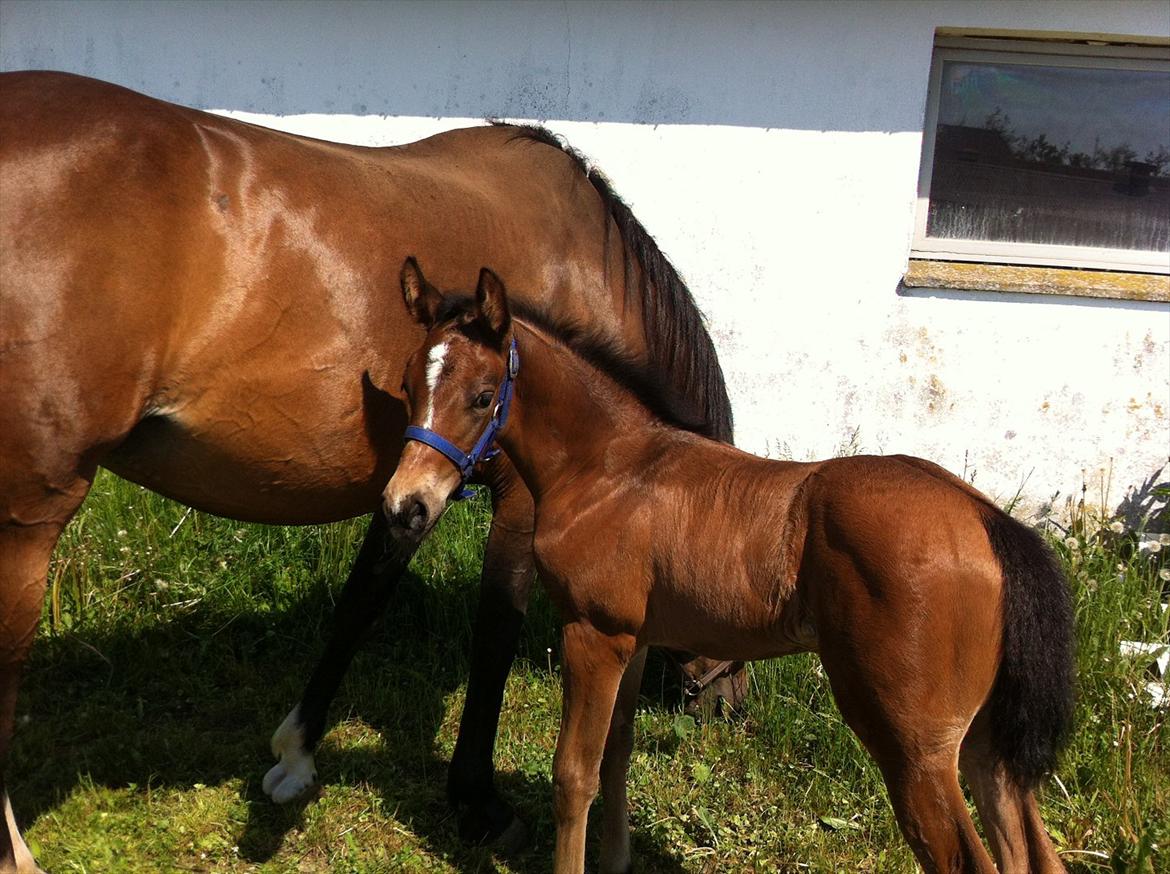 Dansk Varmblod Chilli time billede 14