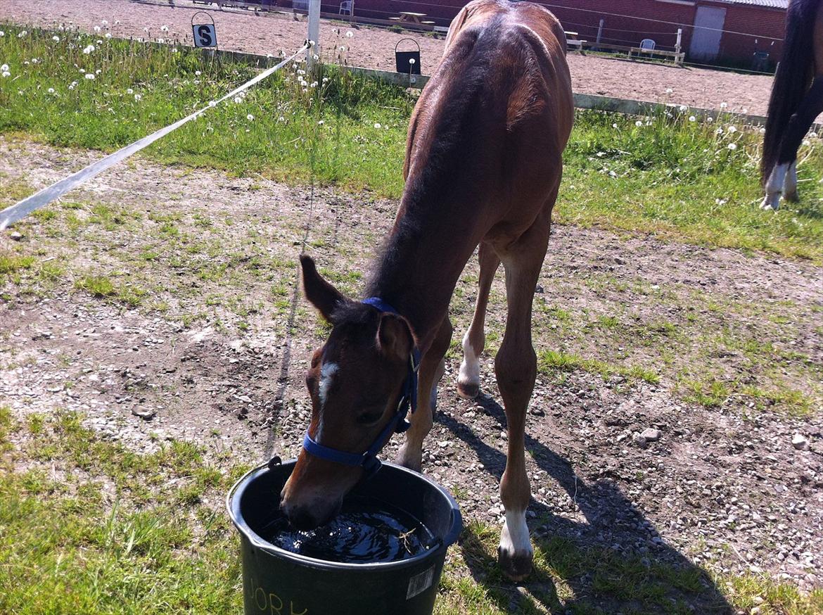 Dansk Varmblod Chilli time billede 15