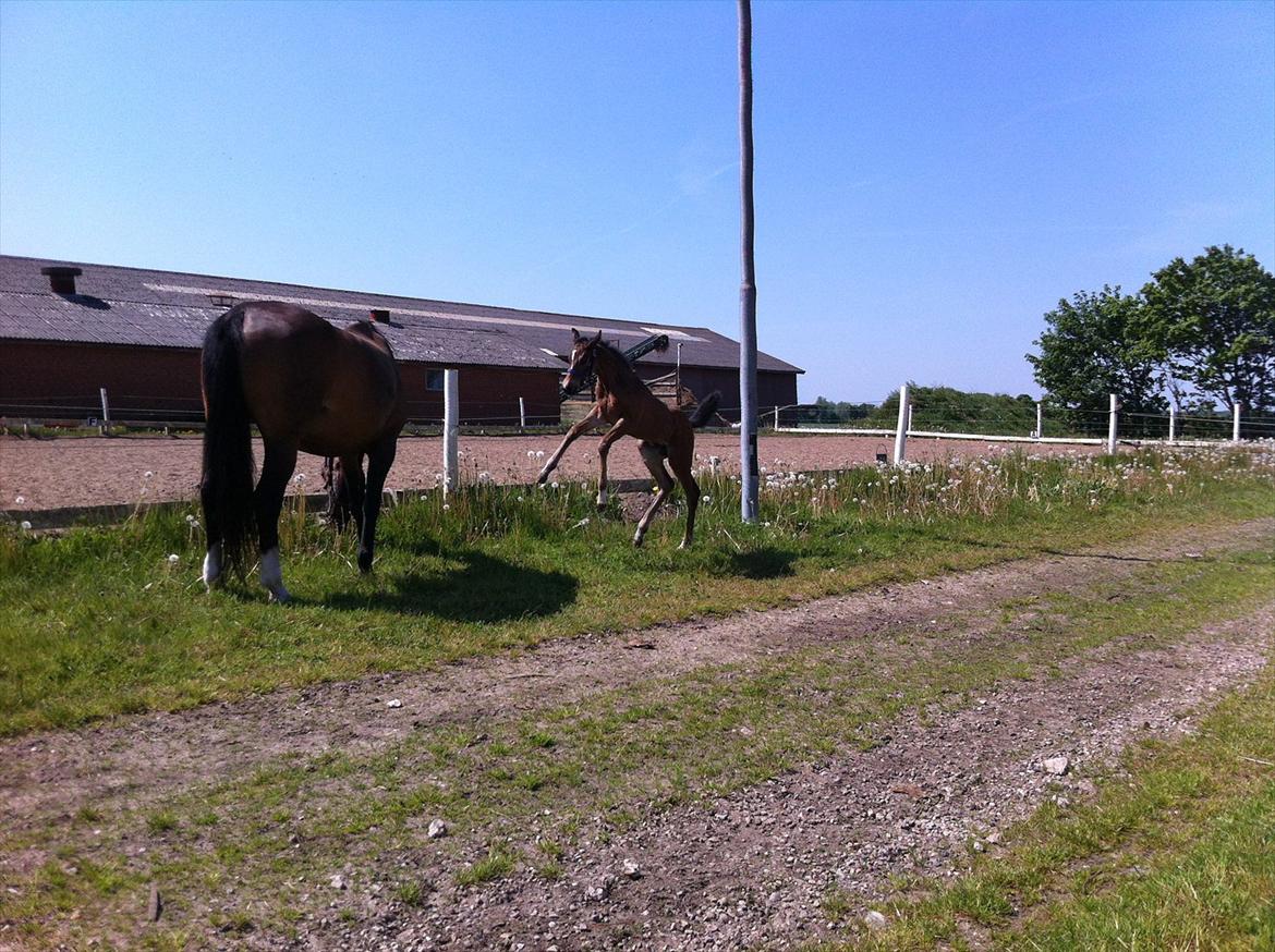 Dansk Varmblod Chilli time billede 16