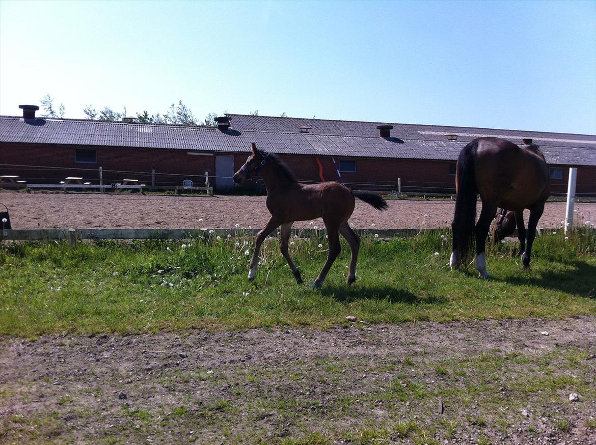 Dansk Varmblod Chilli time billede 17