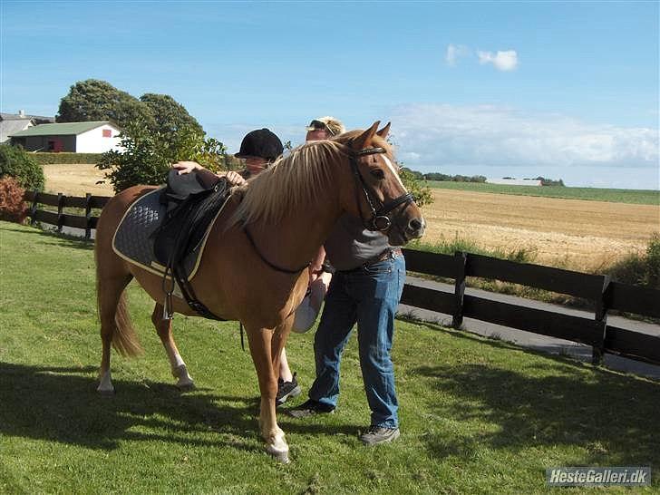 Anden særlig race Tasano billede 18