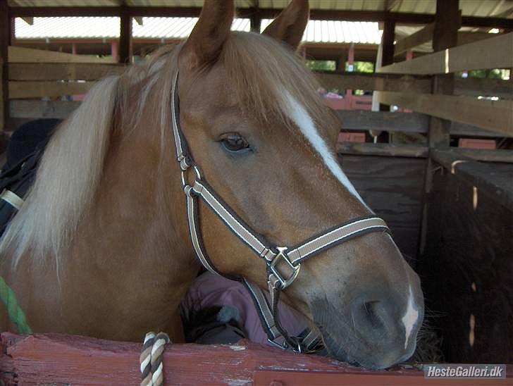 Anden særlig race Tasano billede 19