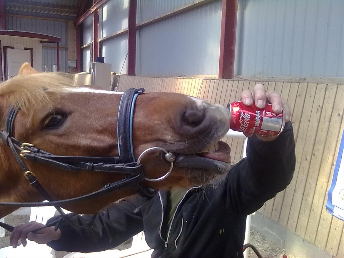 Anden særlig race Tasano billede 20