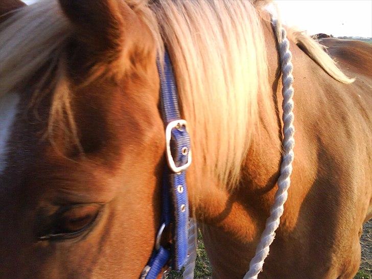 Anden særlig race Tasano billede 21