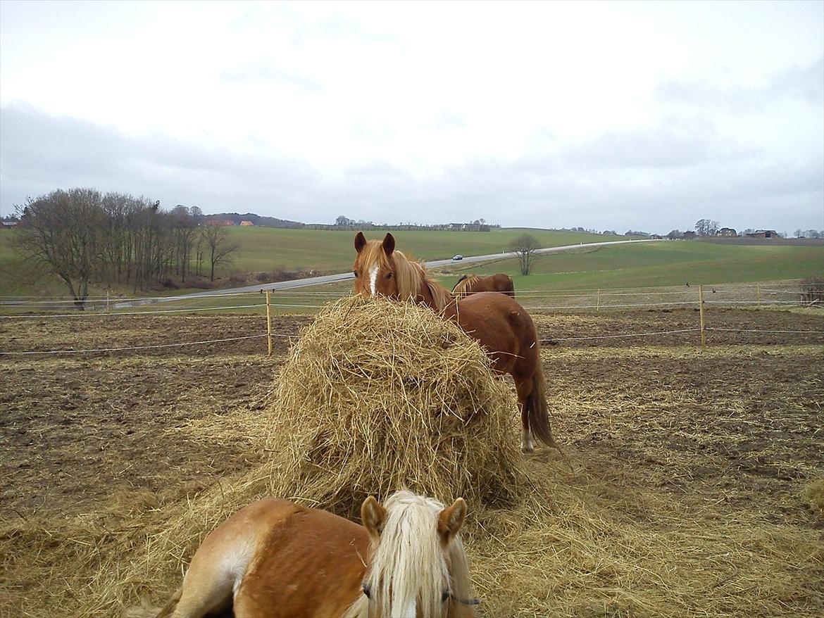 Anden særlig race Tasano billede 22