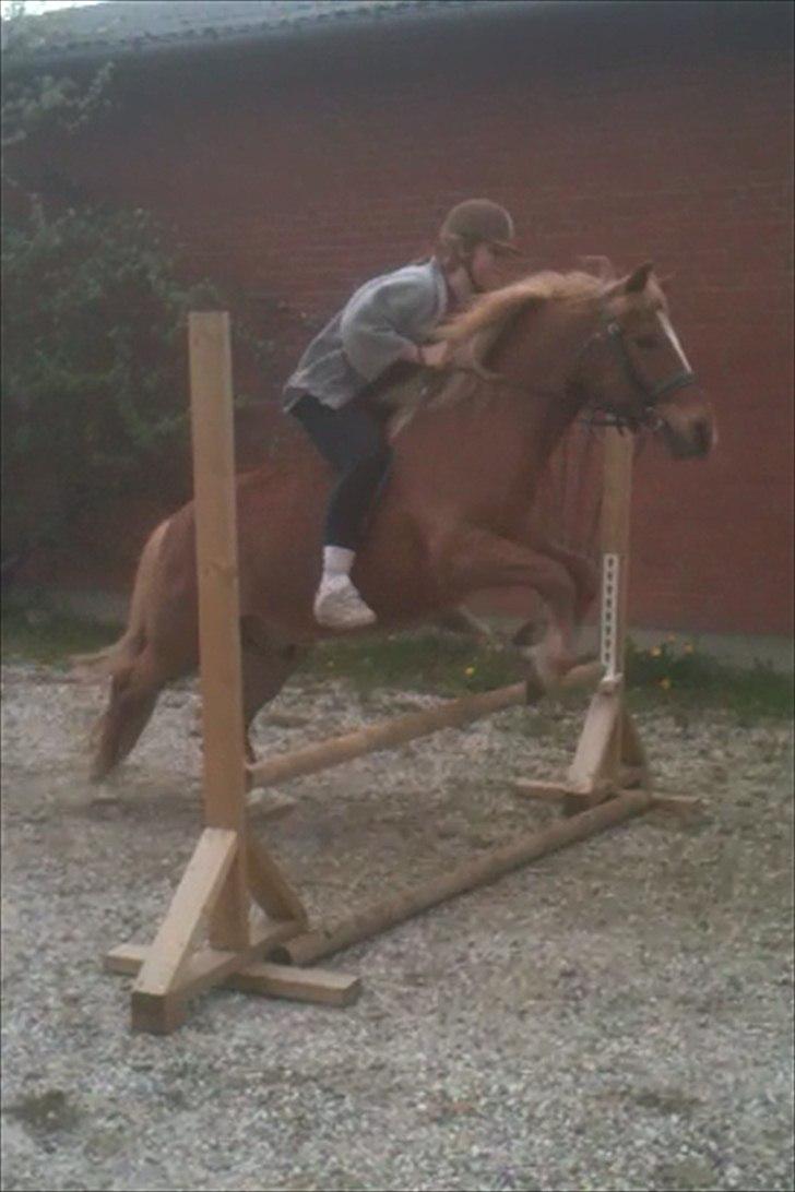 Anden særlig race Tasano billede 23