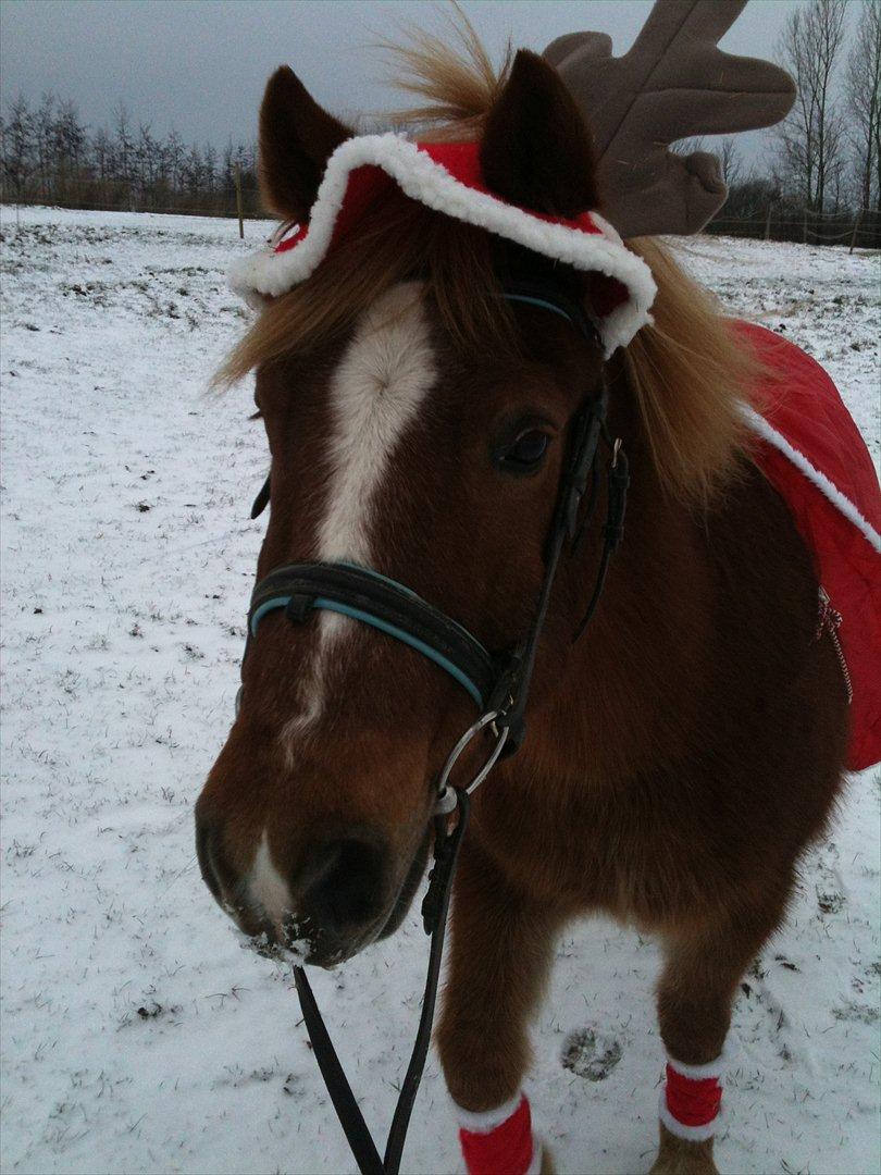 Anden særlig race Tasano billede 24