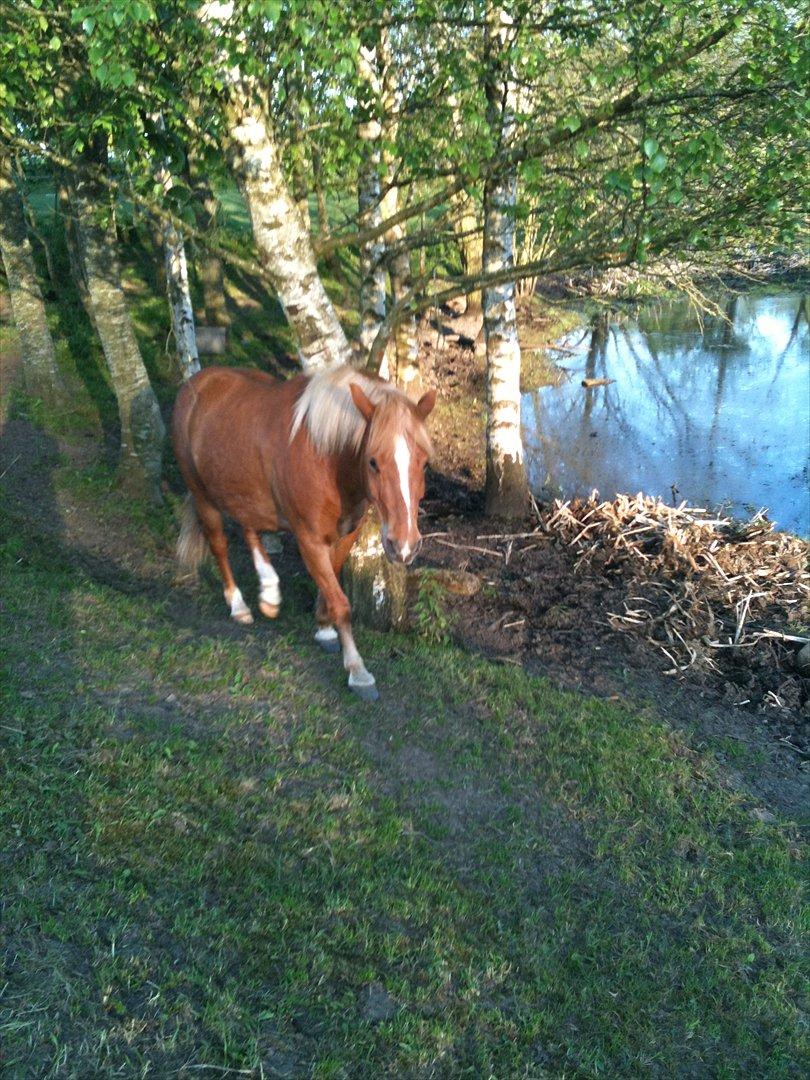 Anden særlig race Tasano billede 16