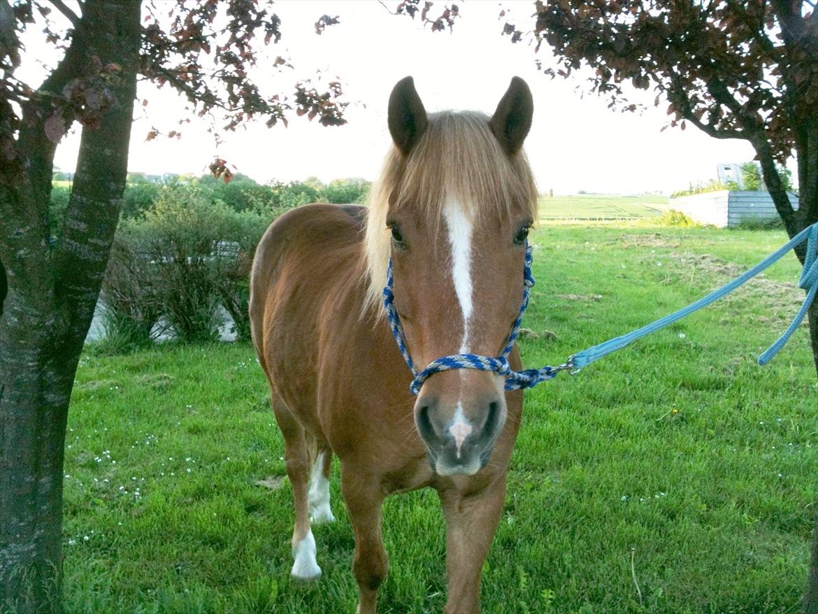 Anden særlig race Tasano billede 12