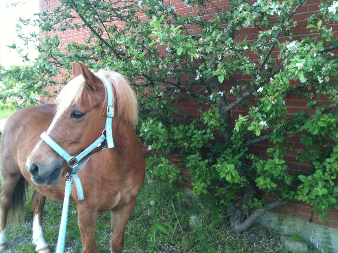 Anden særlig race Tasano billede 13