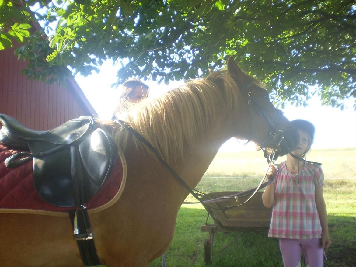 Anden særlig race Tasano billede 25
