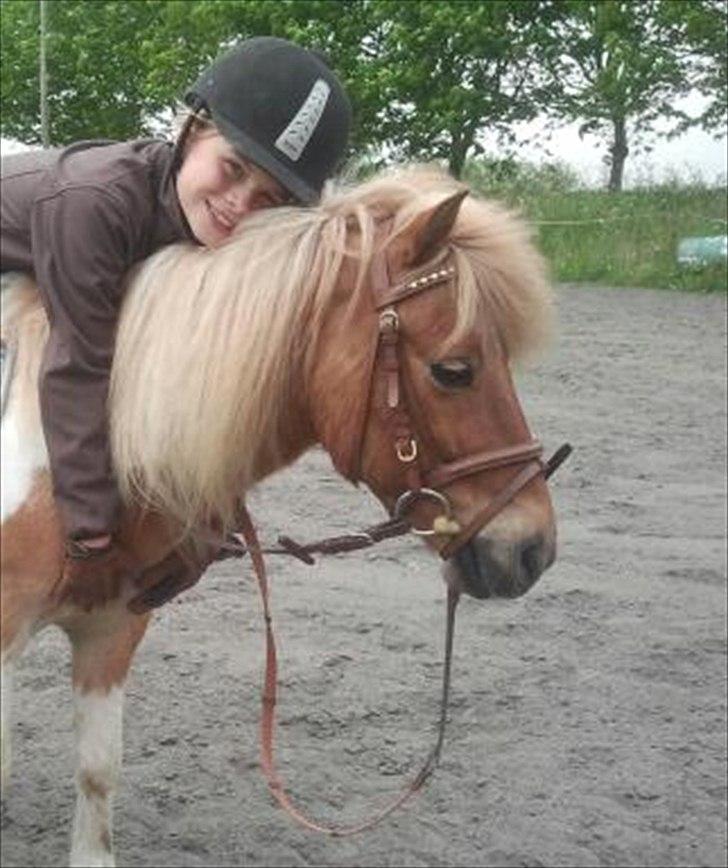 Shetlænder Little Star billede 13