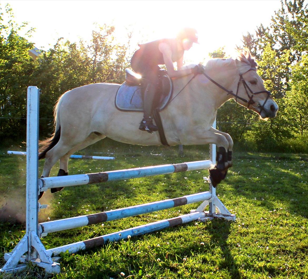 Fjordhest Neptun Skovå billede 7