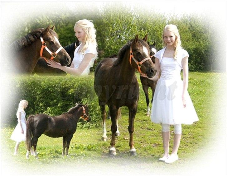 Welsh Pony (sec B) Starla af Ferslev - Fantastisk dag! Jeg elsker dig, ponymus! <3 billede 18