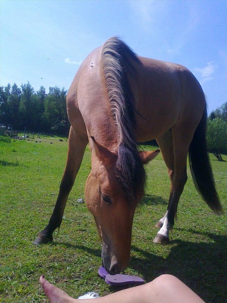 Anden særlig race Unica star billede 37