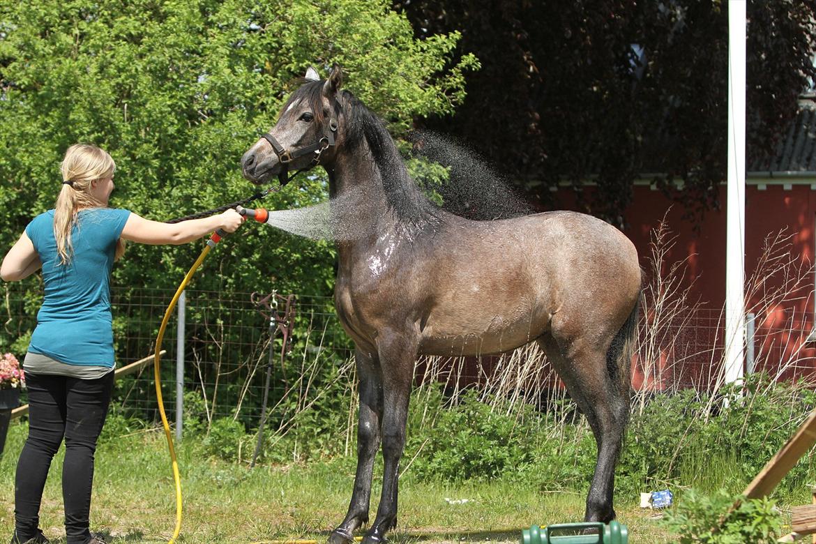 Arabisk fuldblod (OX) Al Safiyyah - Safiyyah i bad, 1 år. 20. maj 2012. Foto: Min mor billede 4