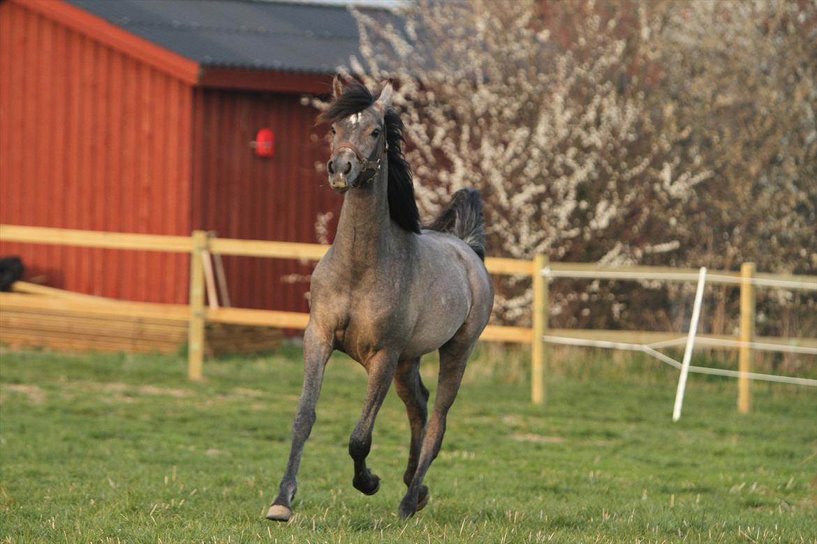 Arabisk fuldblod (OX) Al Safiyyah - Safiyyah, næsten 1 år. 21. april 2012. Foto: Mig billede 6