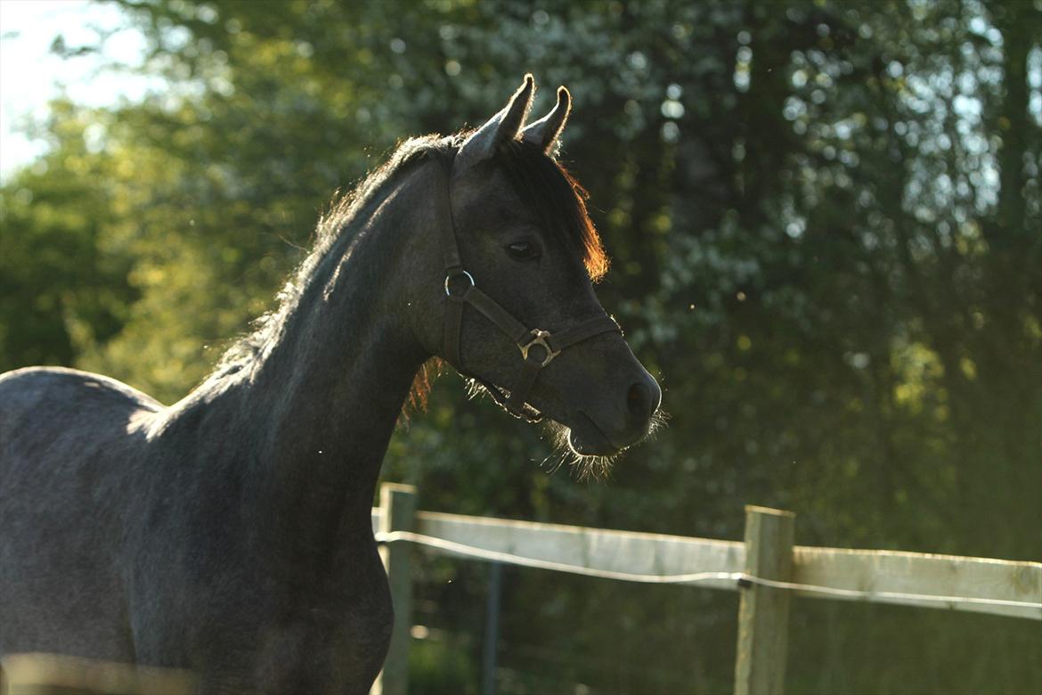 Arabisk fuldblod (OX) Al Safiyyah - Safiyyah, næsten 1 år. 2. maj 2012. Foto: Mig billede 5