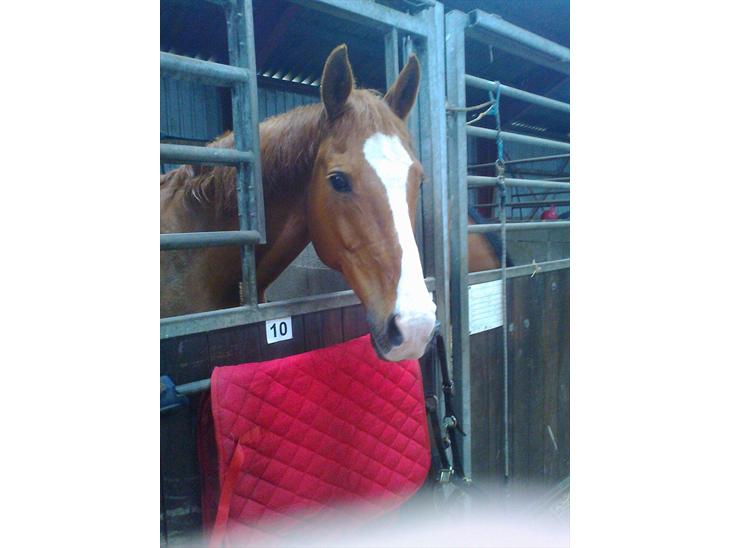 {{currentPhoto.altText}} billede {{currentPhoto.number}}