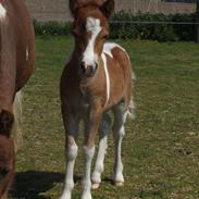Dansk Miniature Søglimts...
