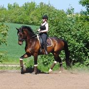 Dansk Varmblod Hjorth's Diamond Boy