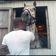 Knabstrupper Friss´ Rex-Ona